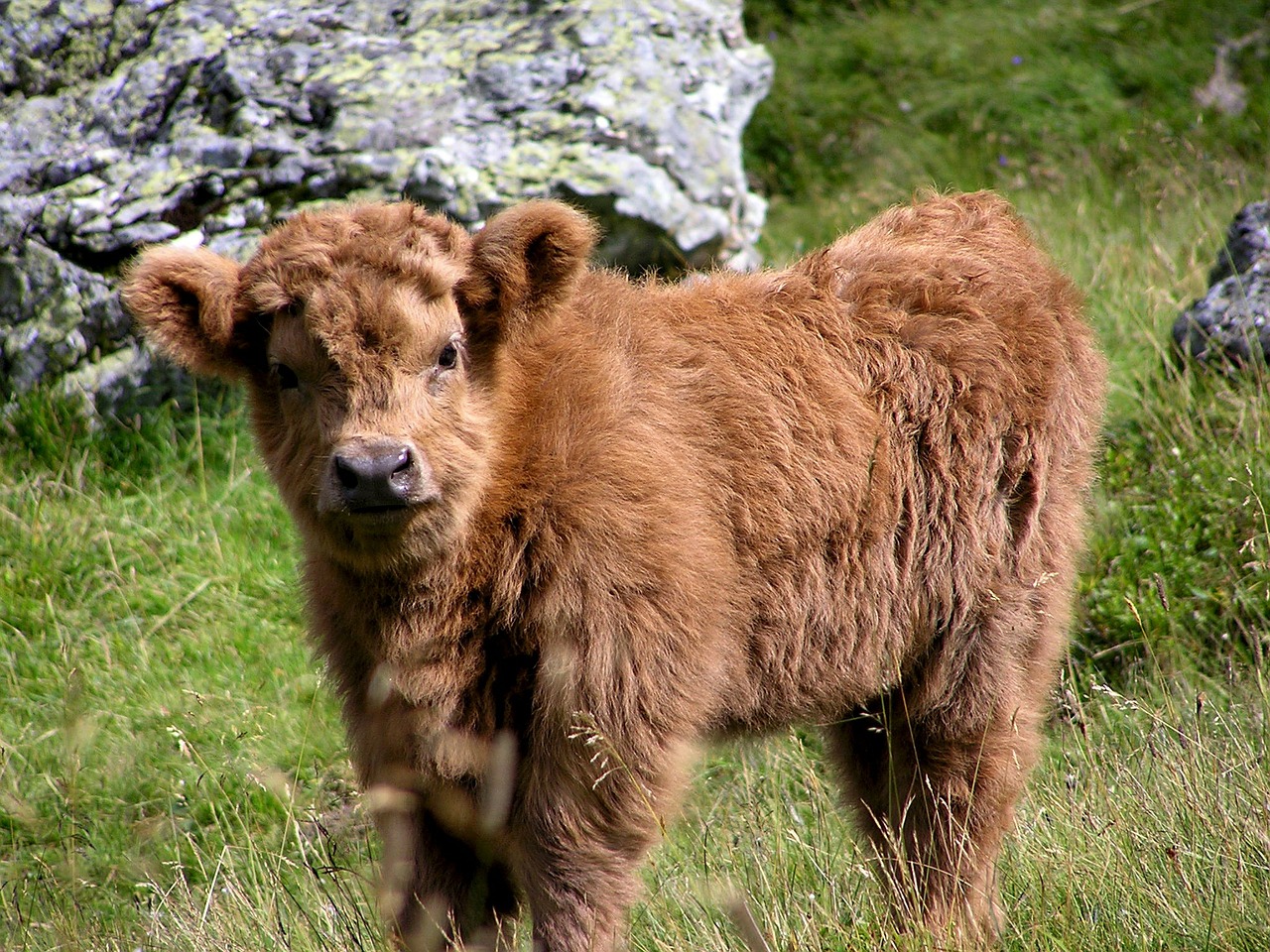 haighlander cow animal free photo