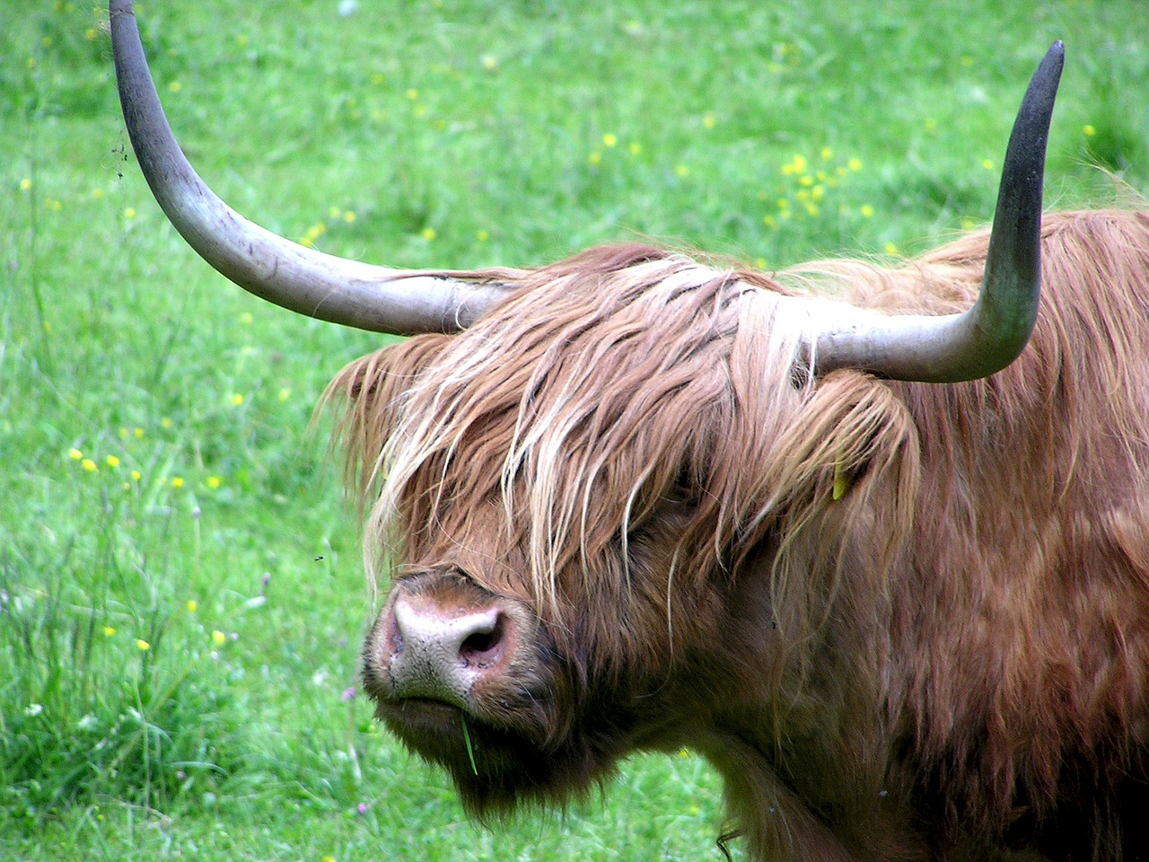 haighlander cow bovino free photo