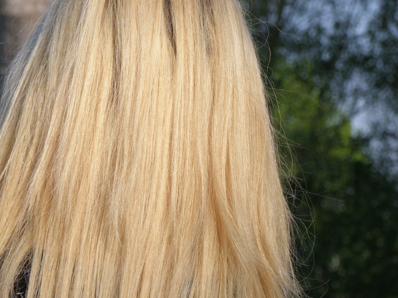 hair blonde bright free photo