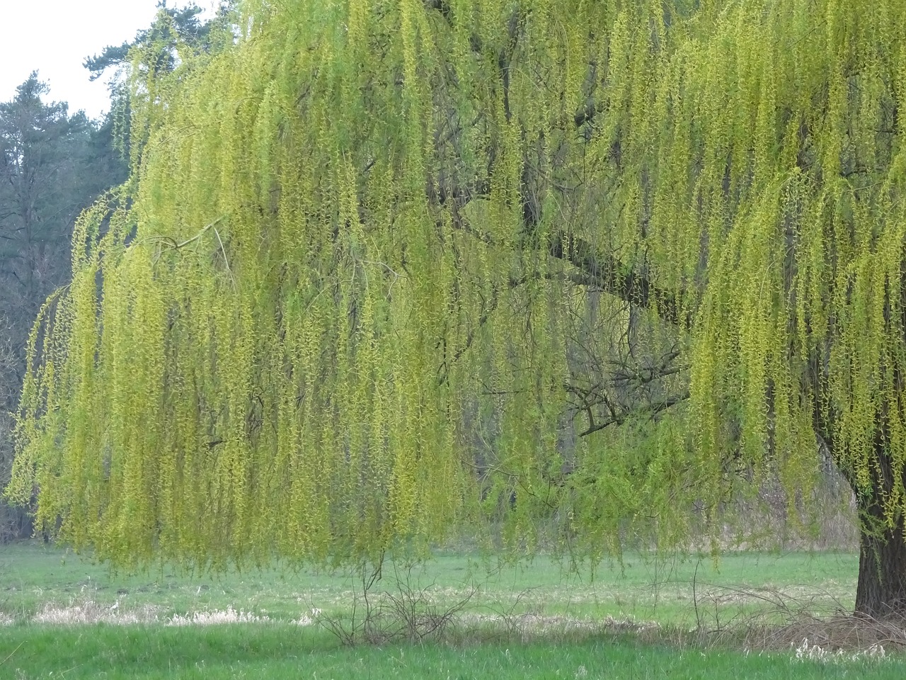 Tree hair. Волосы как деревья. Spring Tree для волос. Фото профилей волосы деревья.