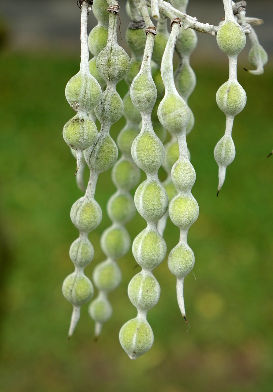 hair ginseng fenugreek small wood 喬 free photo