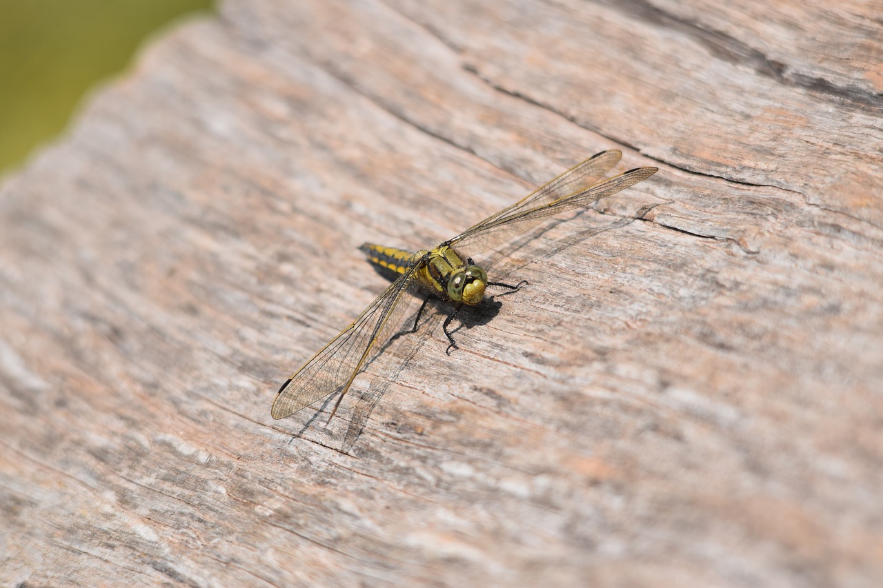 hairy dragonfly possibly free photo