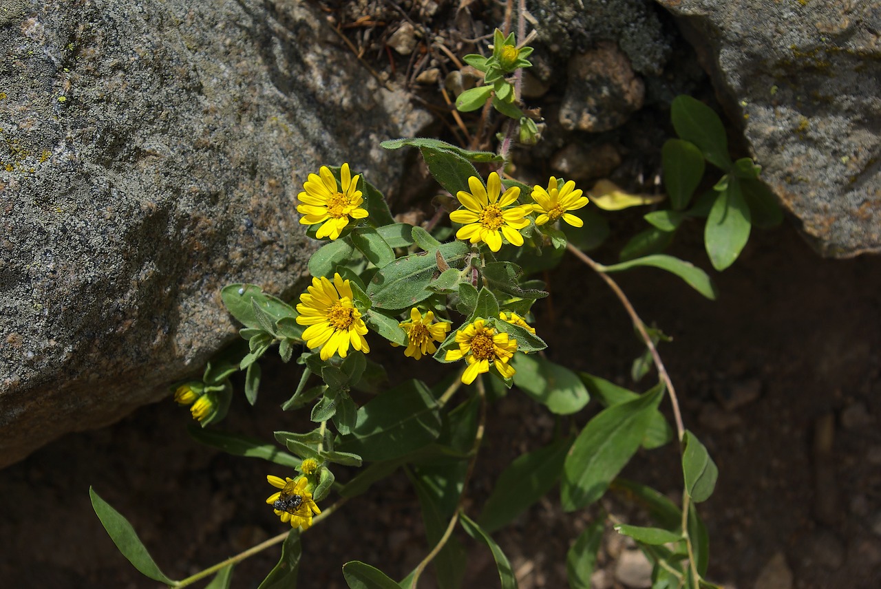 hairy falso golden aster  rocky  mountain free photo