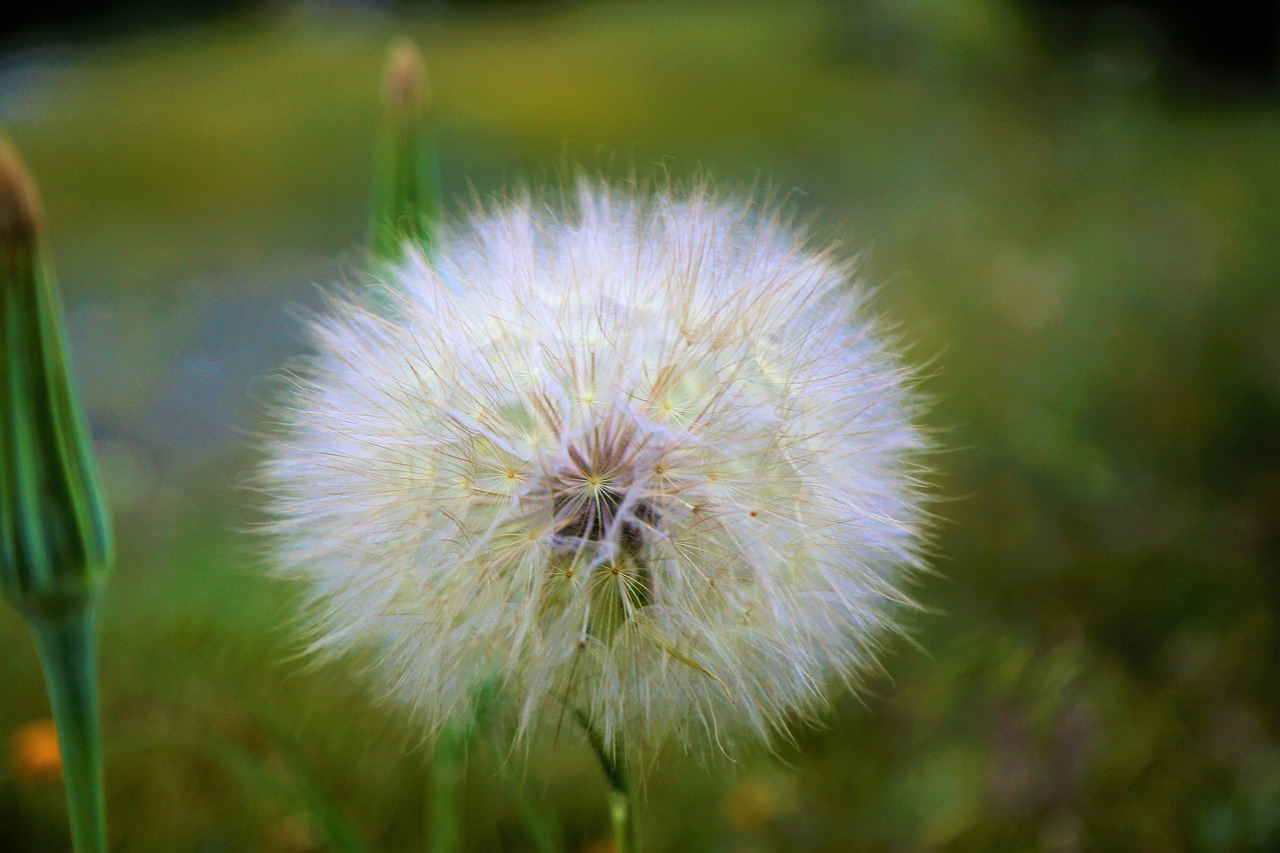 hairy plant  plant  furry free photo