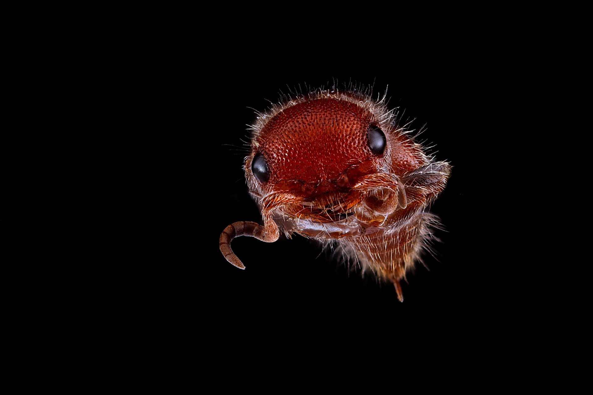 velvet ant female flightless wasp free photo