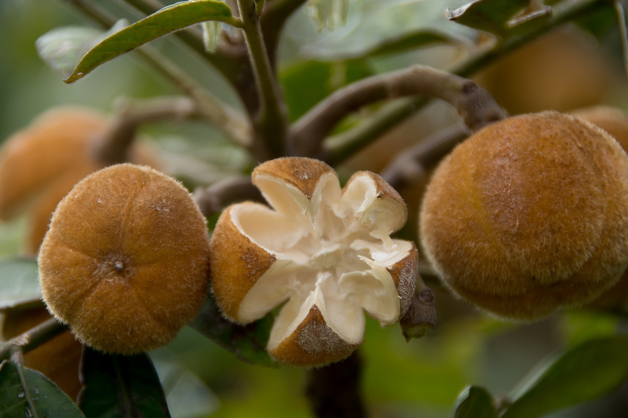 hairy rosewood dysoxylum rufum tree free photo