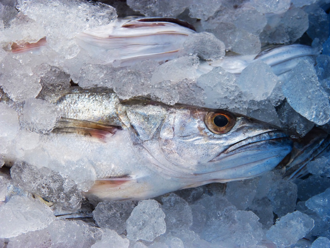 hake fish fresh fish free photo