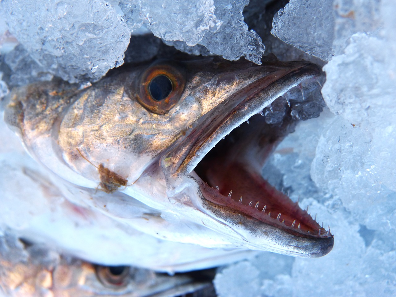 hake fish mouth free photo