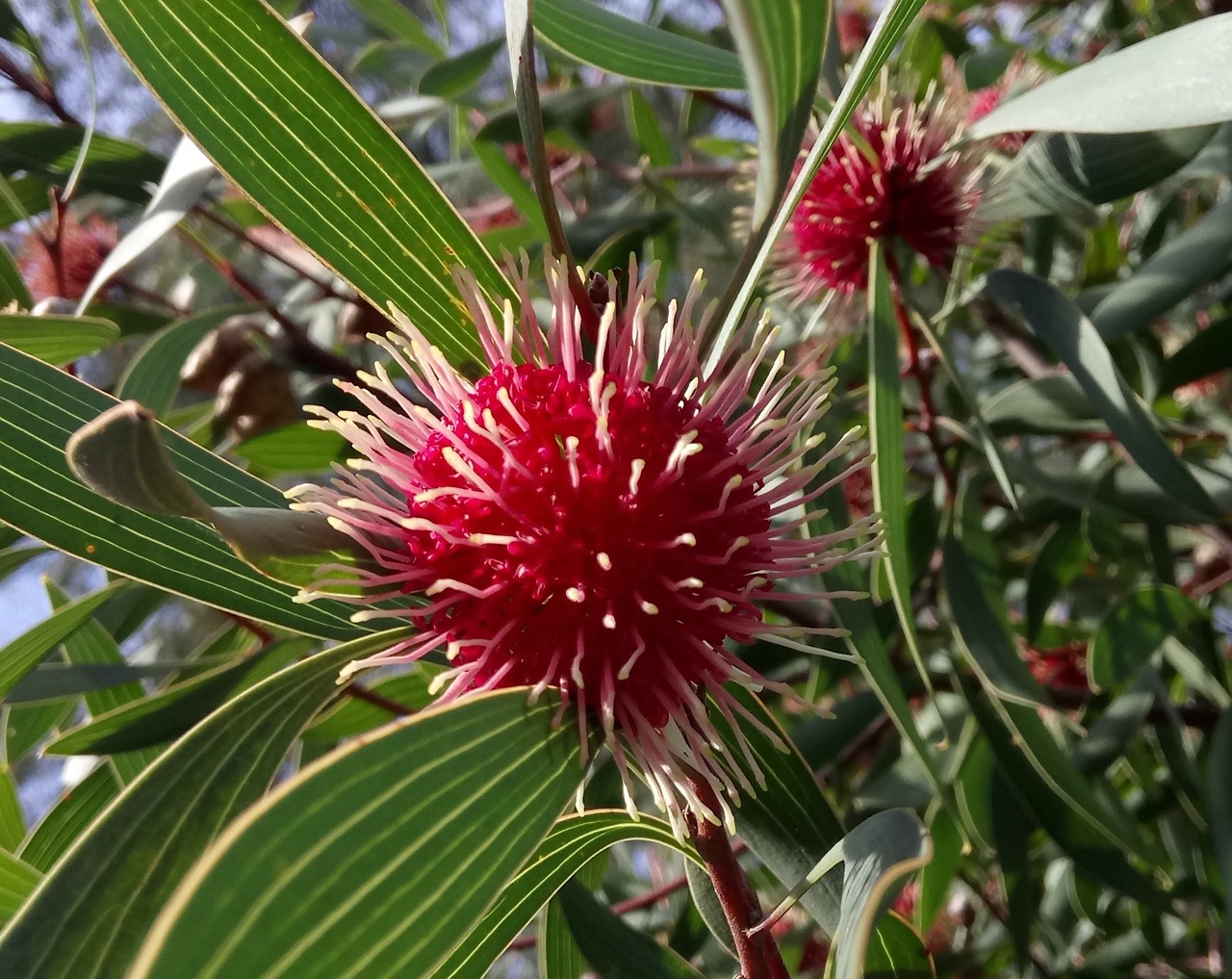 hakea blossom red free photo