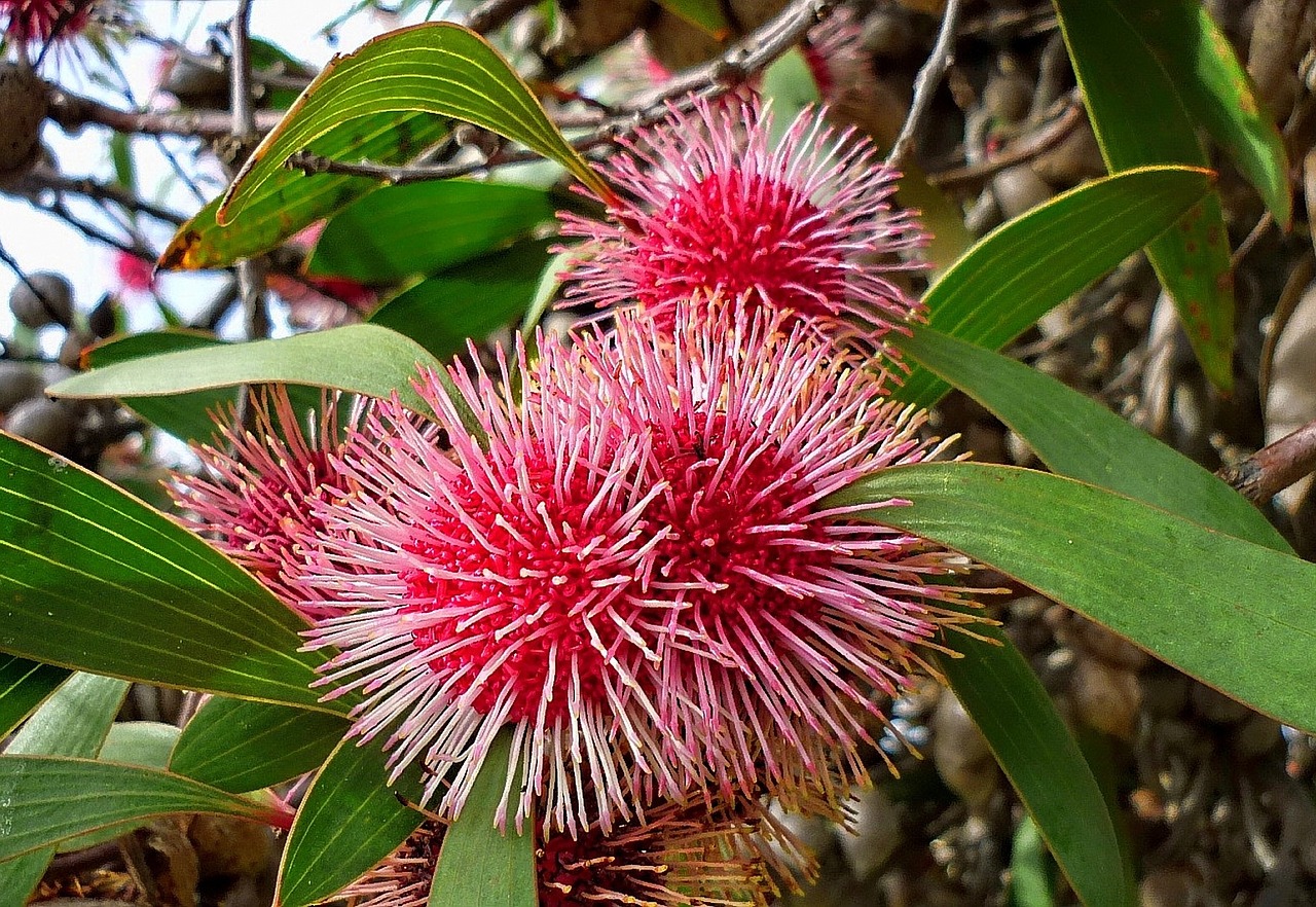 hakea laurina flora nature free photo