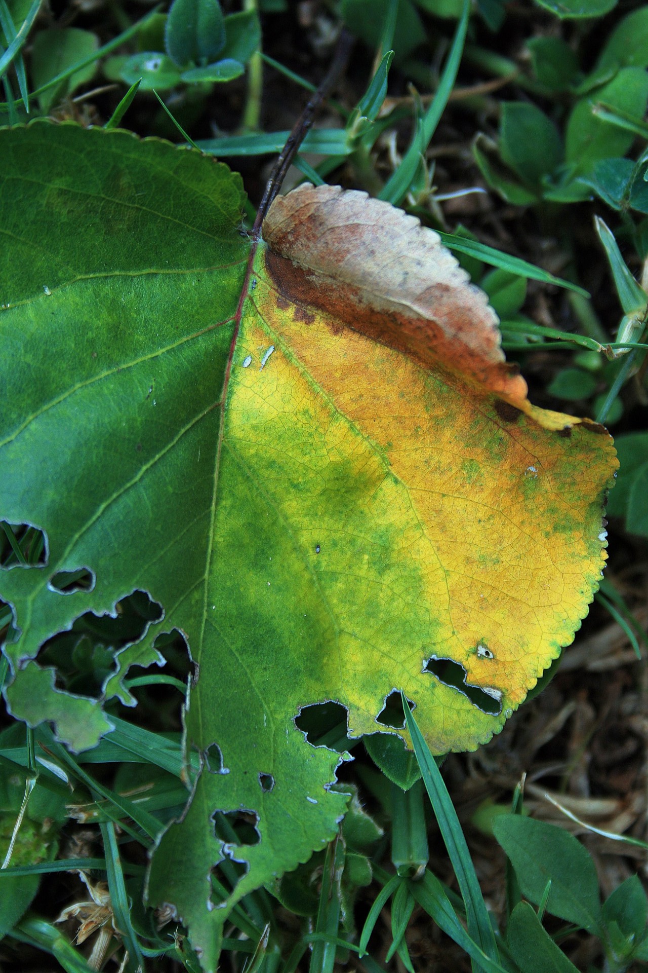 leaf yellowed gnawed free photo