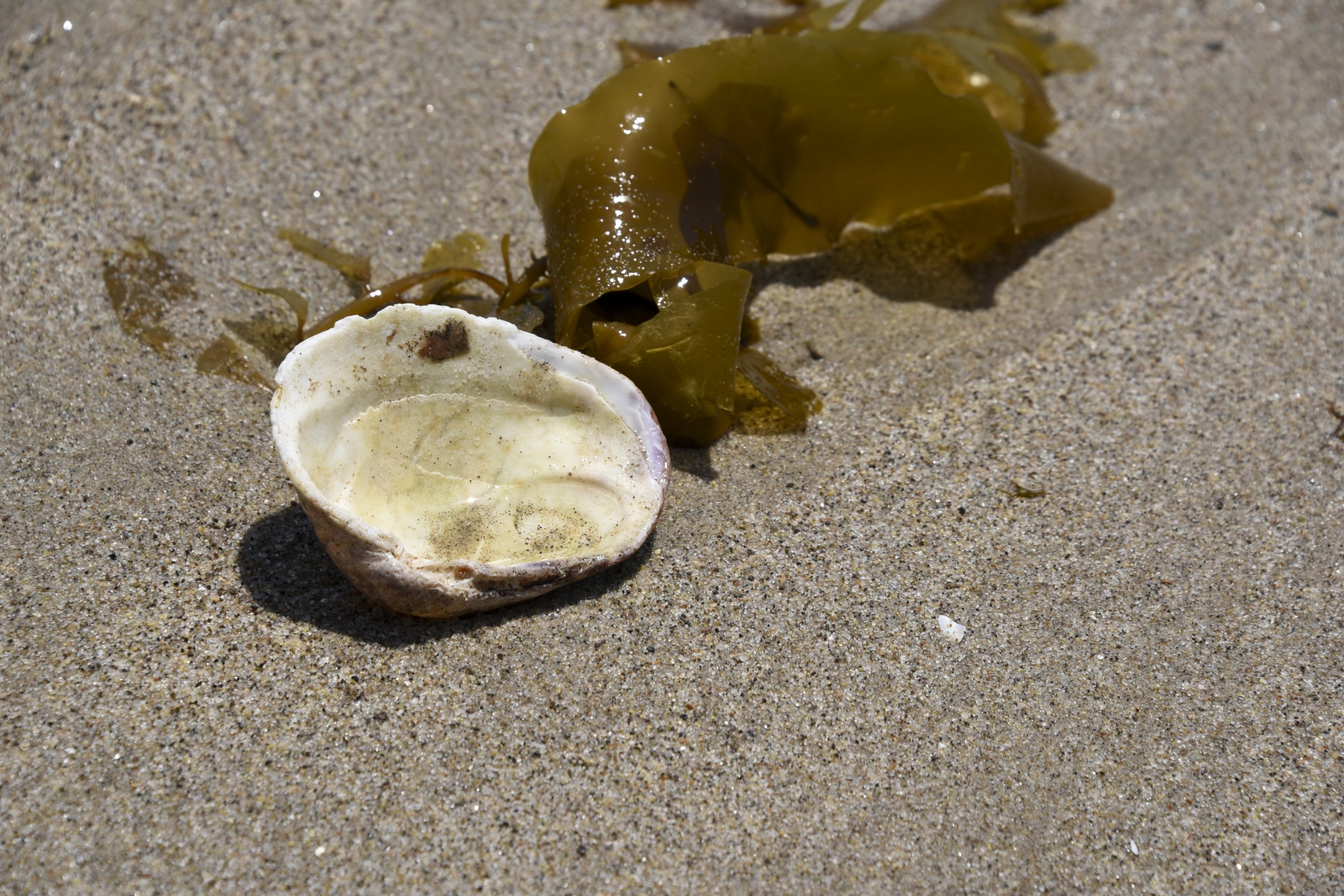 shell oyster filled free photo