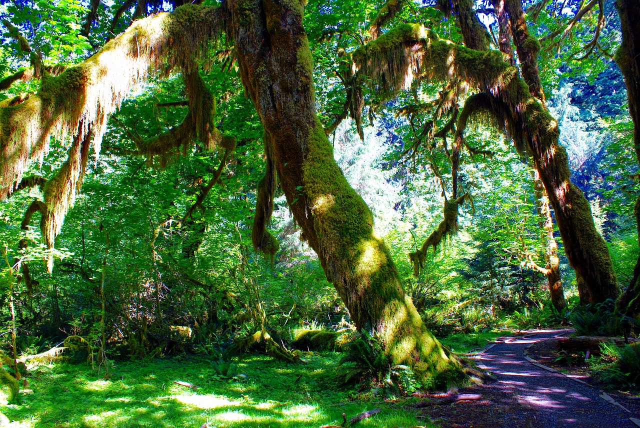 hall of mosses hoh rain forest forks washington free photo