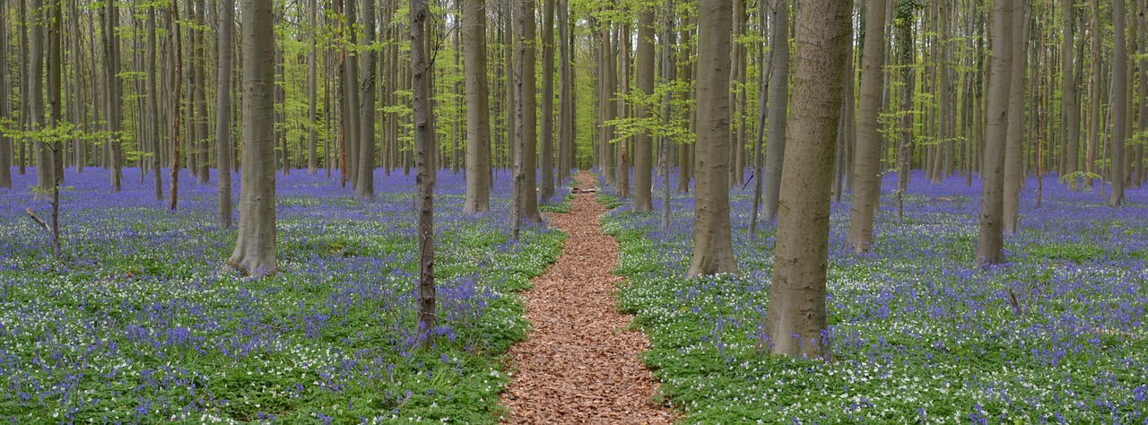 hallerbos forest bluebell free photo