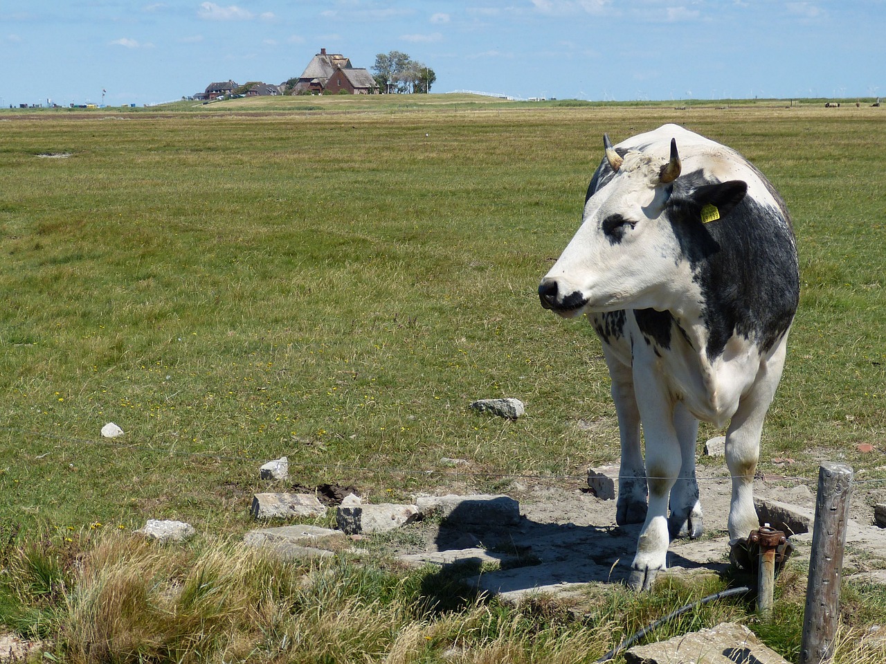 hallig  hooge  terp free photo