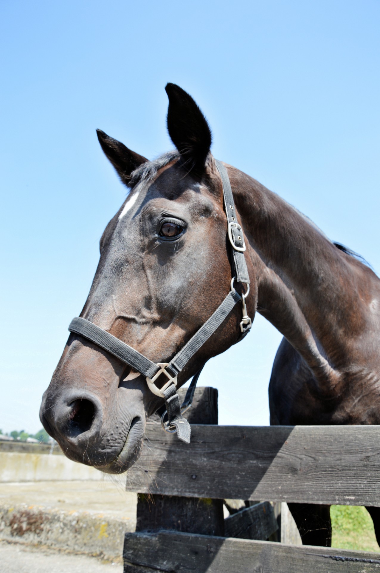 horse pasture grazing free photo