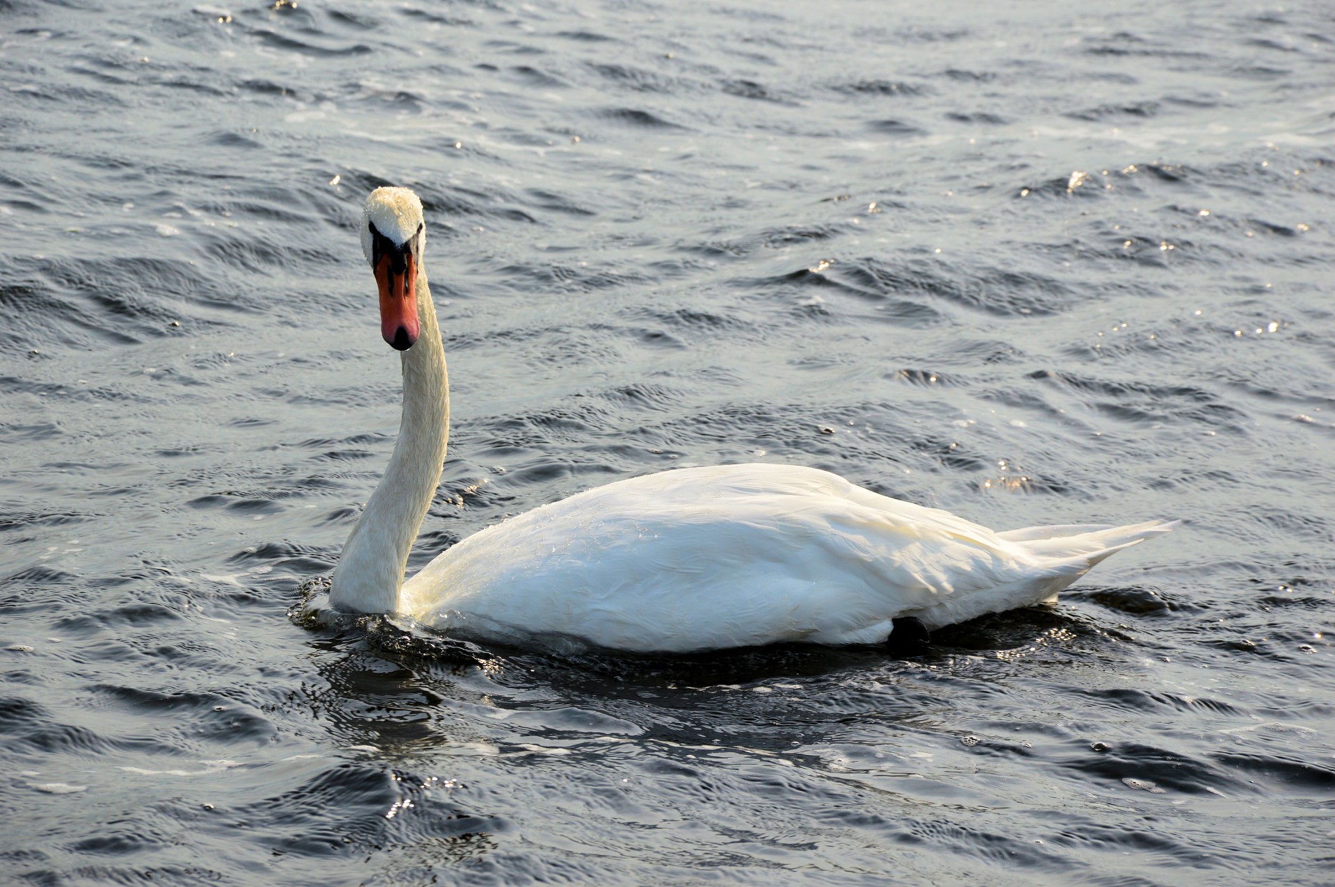 swan white swan bird free photo