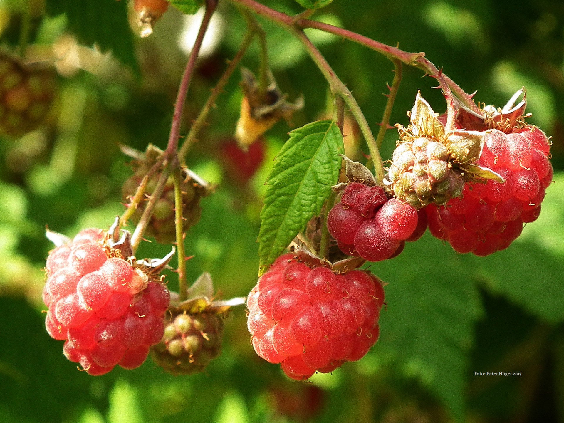 Малина (Rubus)