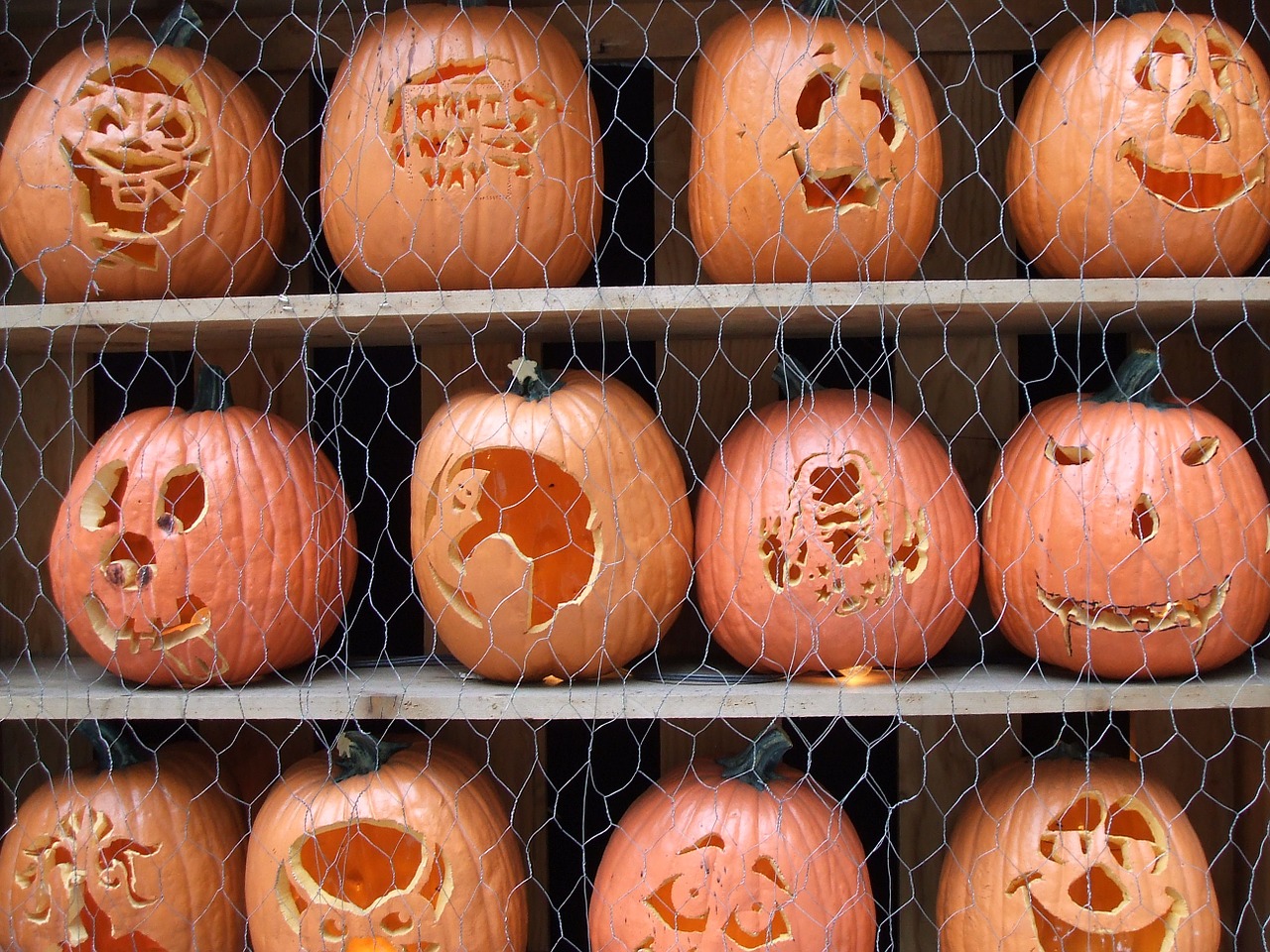 pumpkin party halloween free photo