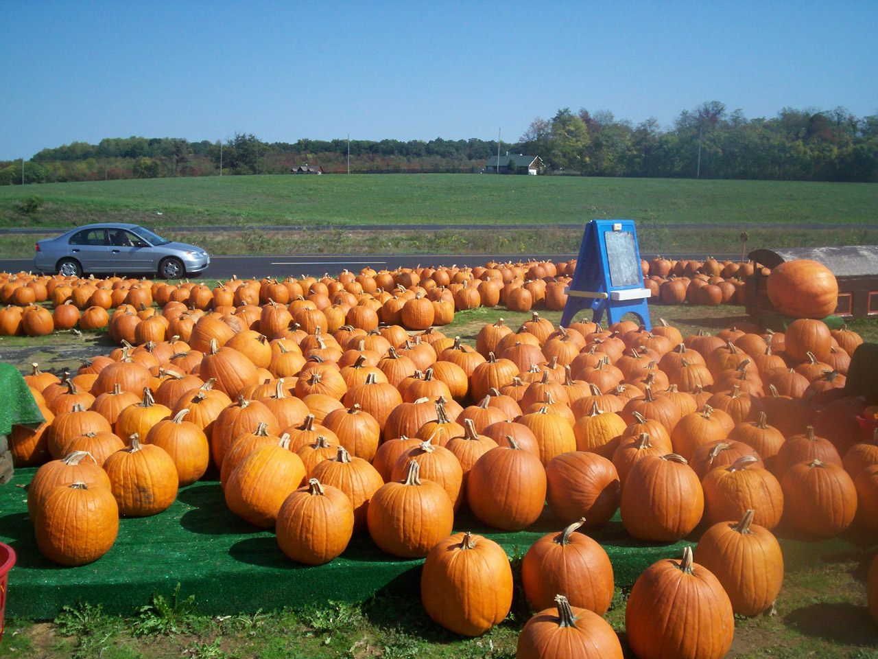 halloween halloween free pictures free photo