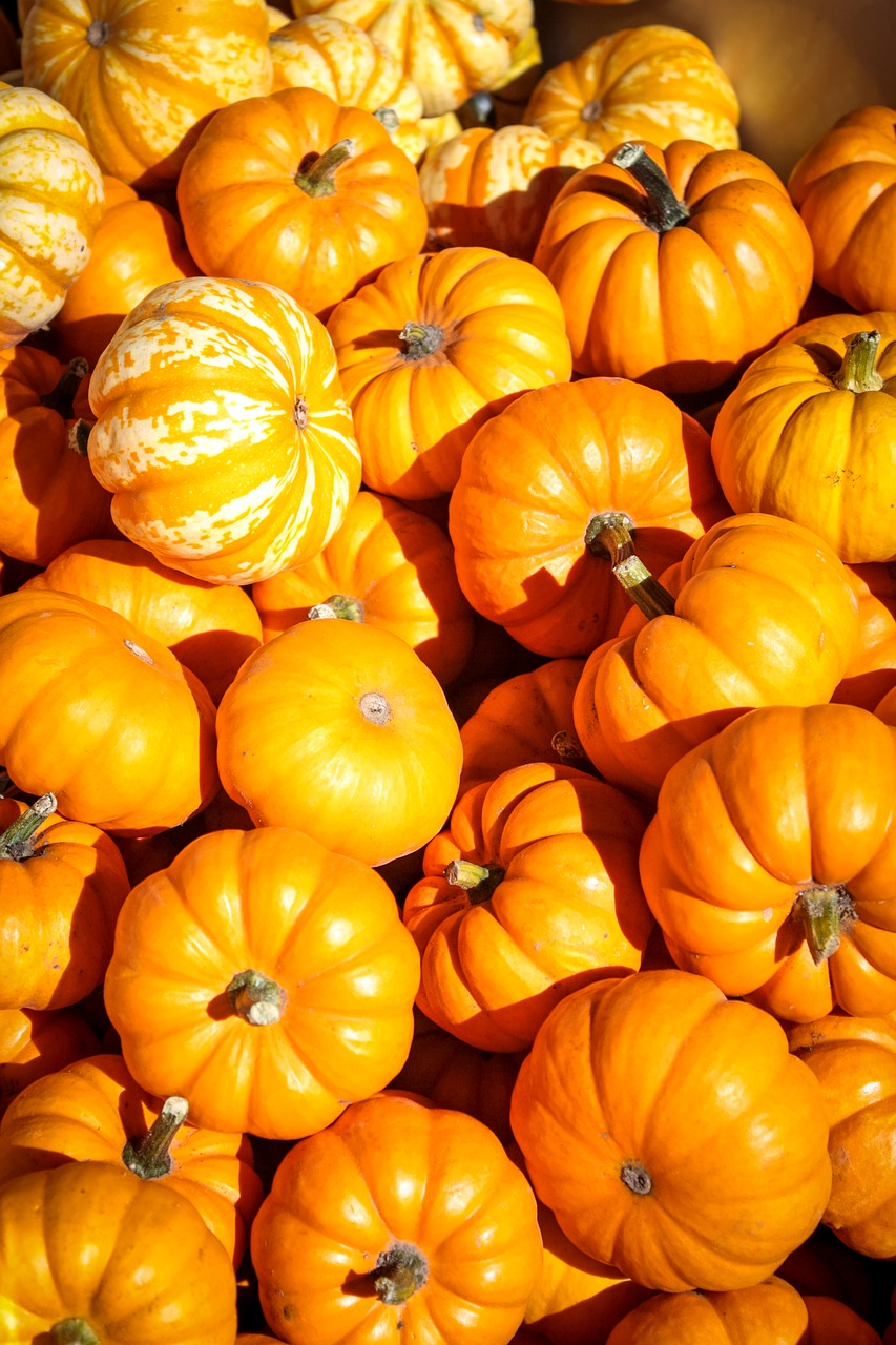 halloween pumpkins autumn free photo