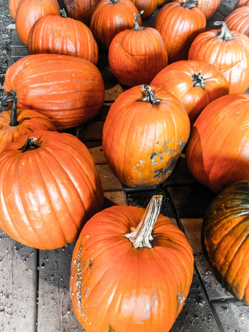 halloween pumpkins autumn free photo