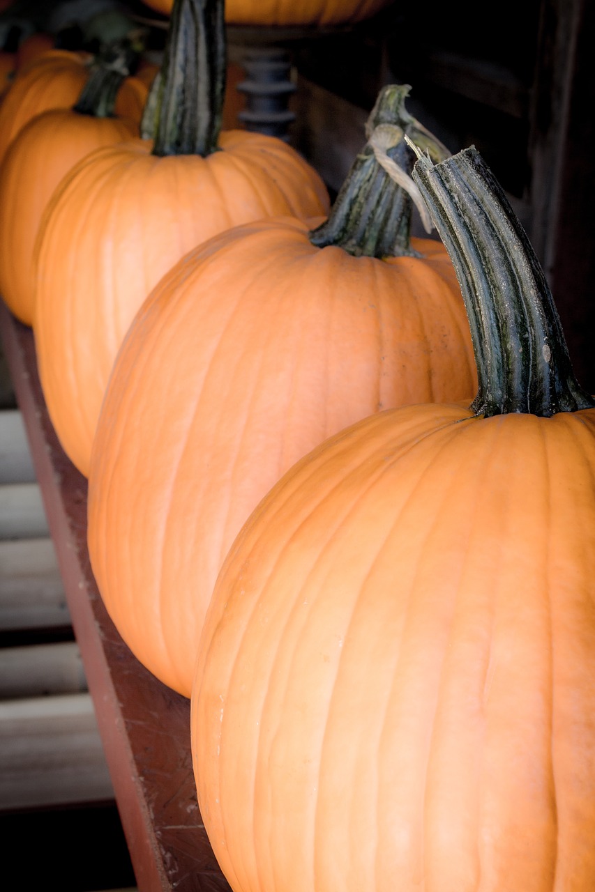 halloween pumpkins autumn free photo