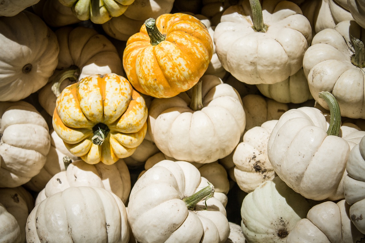 halloween pumpkins autumn free photo