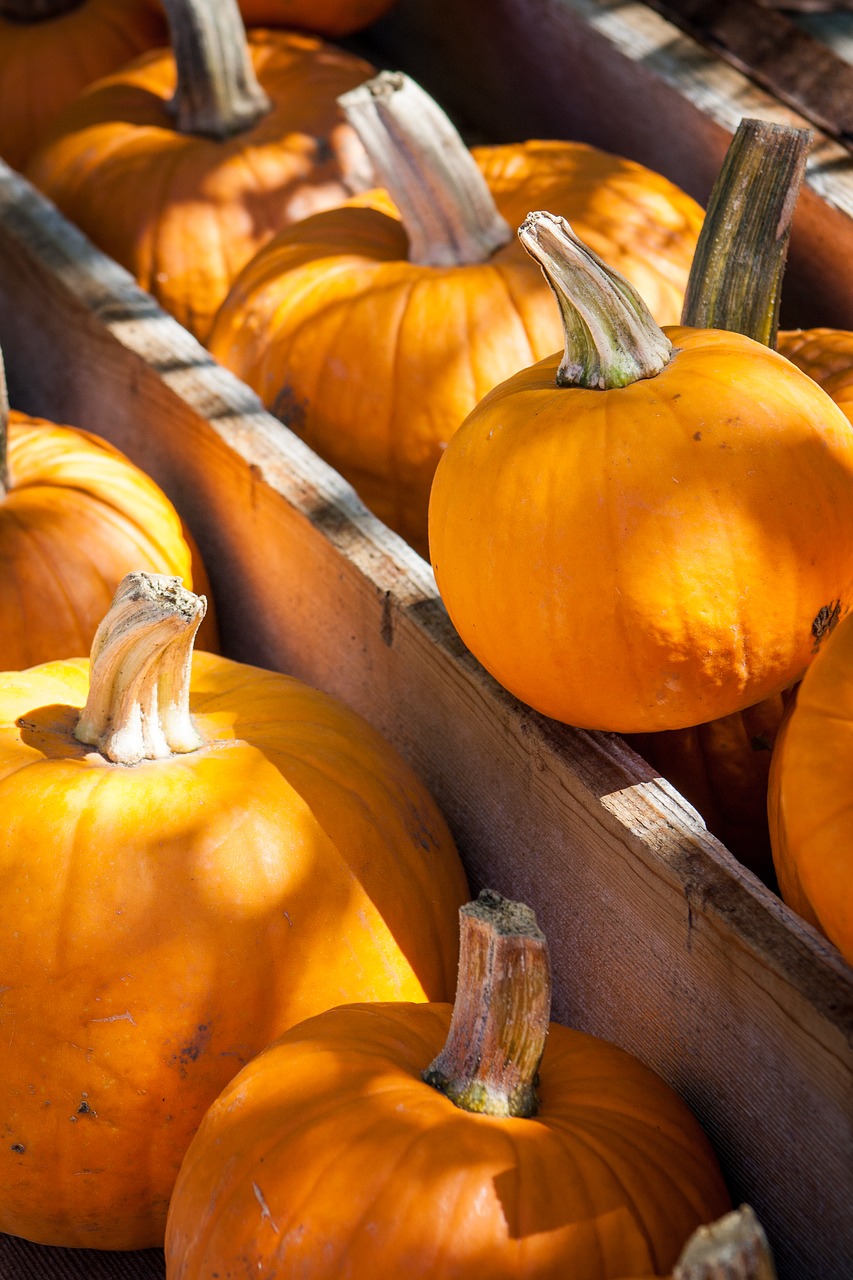 halloween pumpkins autumn free photo