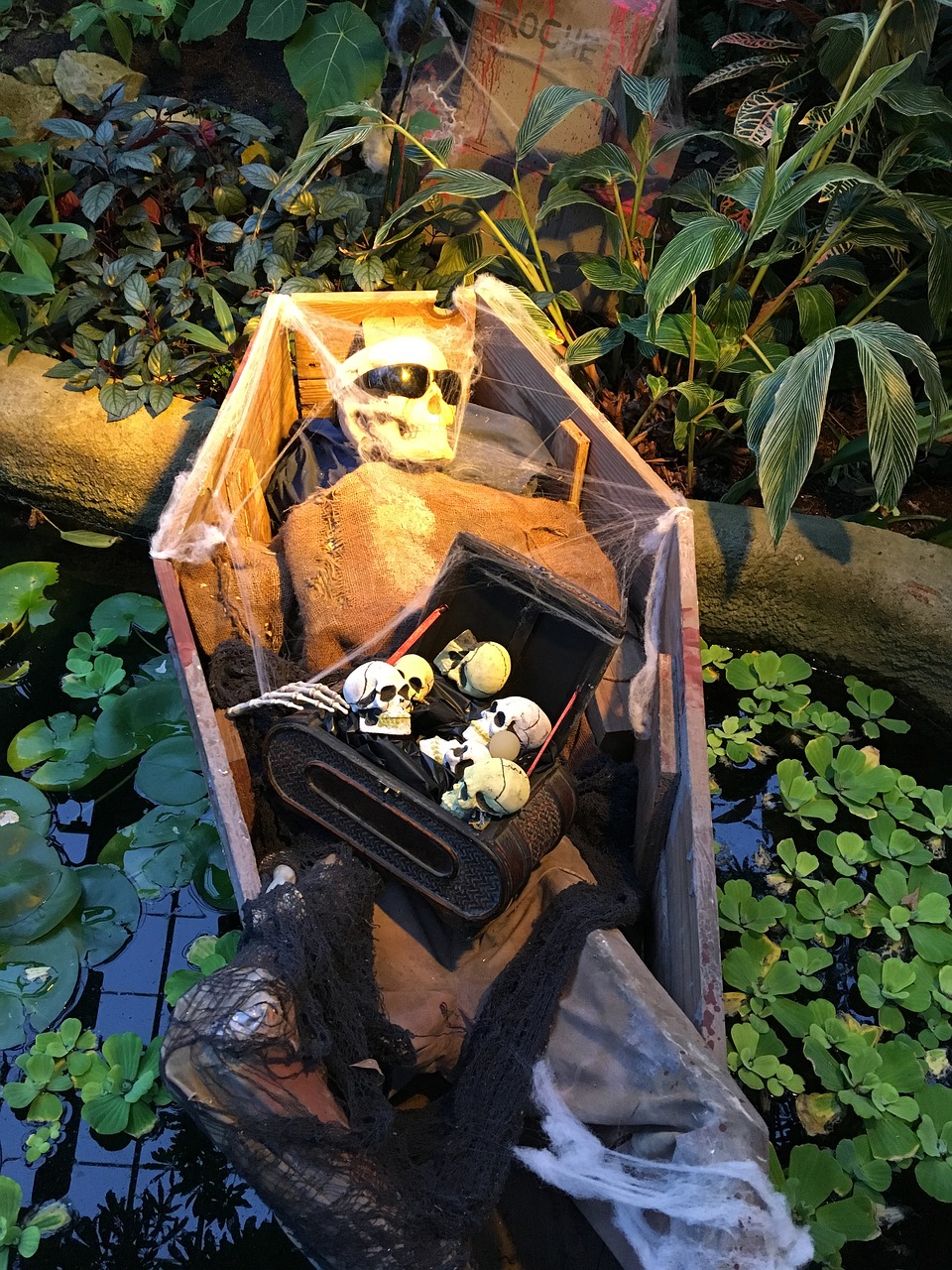 halloween coffin spooky free photo