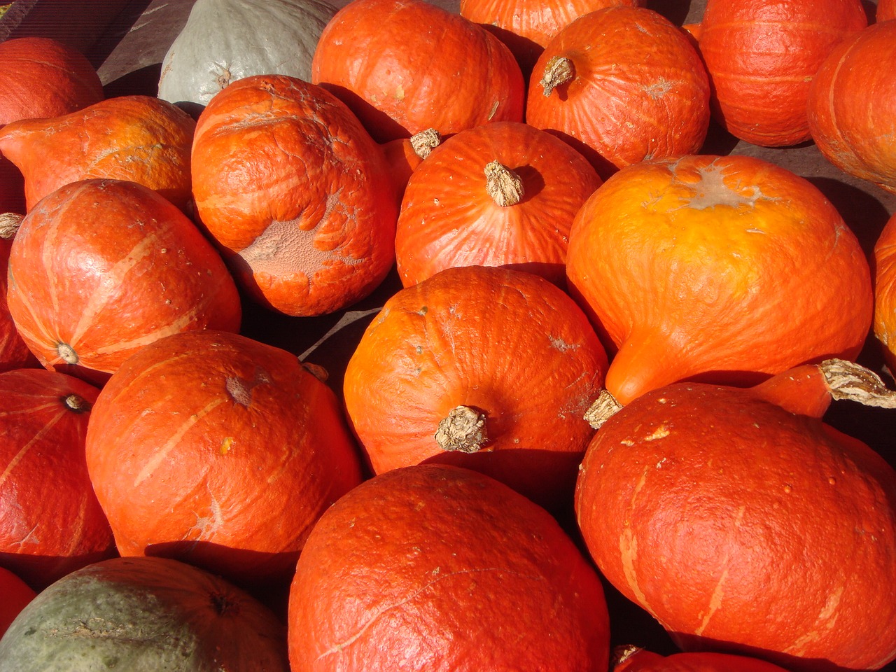 halloween pumpkins orange free photo