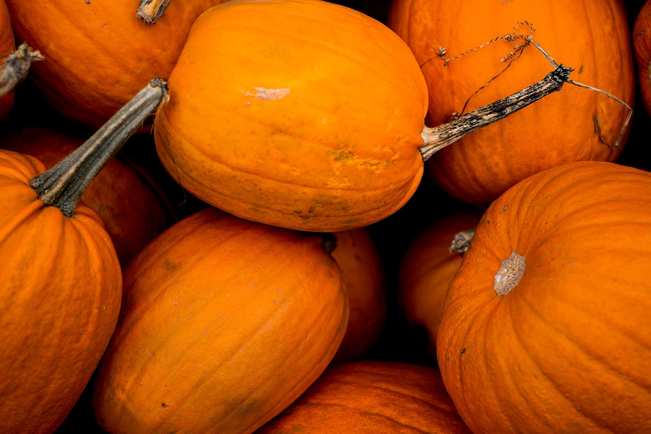 halloween autumn pumpkin free photo