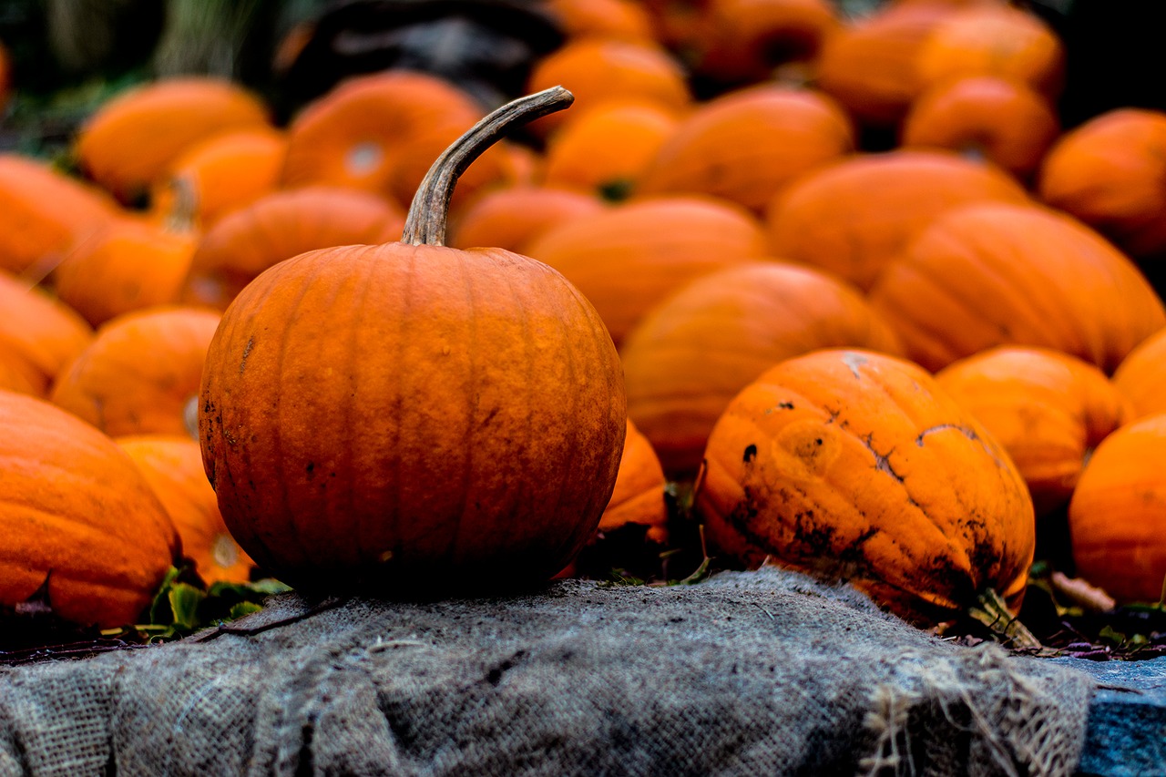 halloween autumn pumpkin free photo