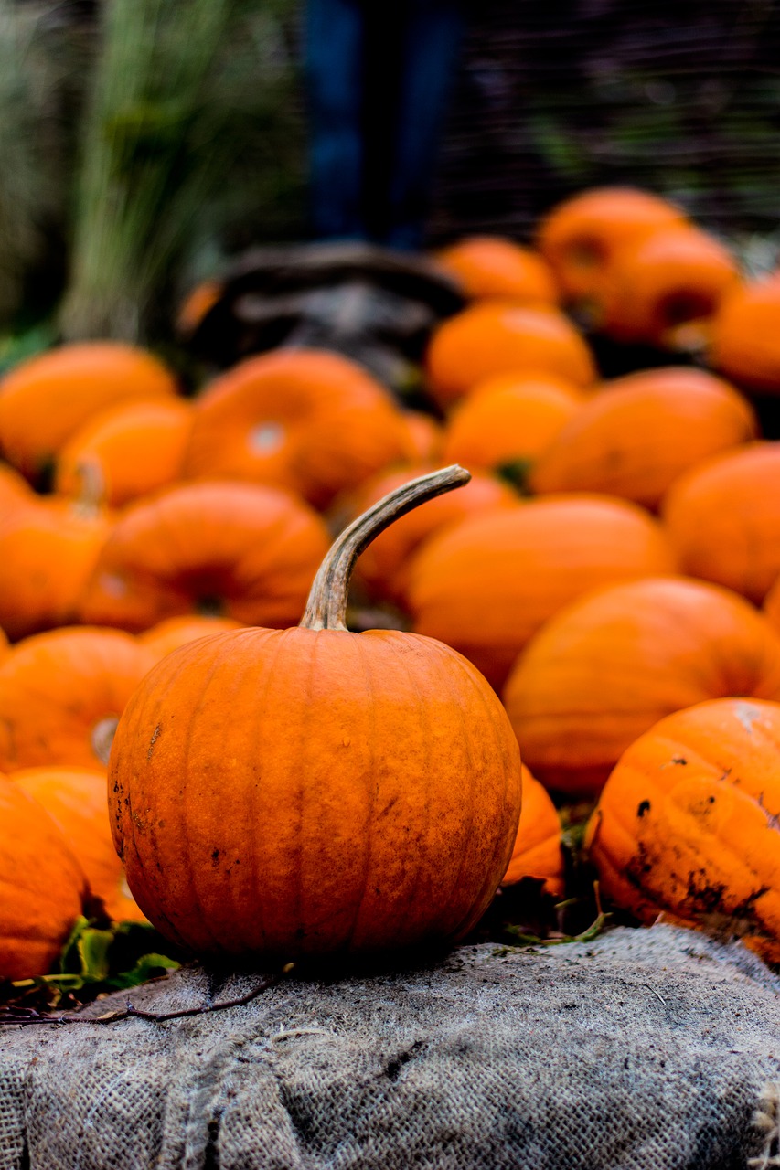 halloween autumn pumpkin free photo