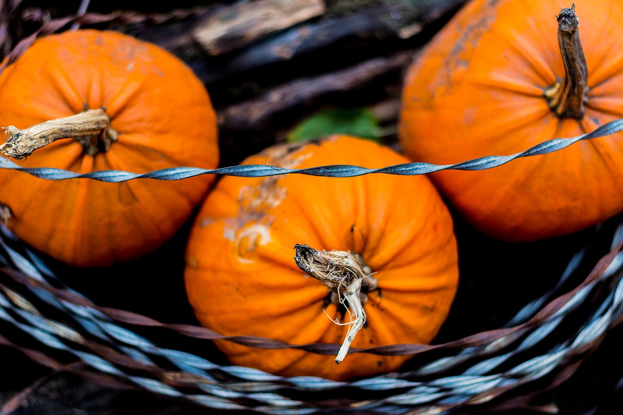 halloween autumn pumpkin free photo