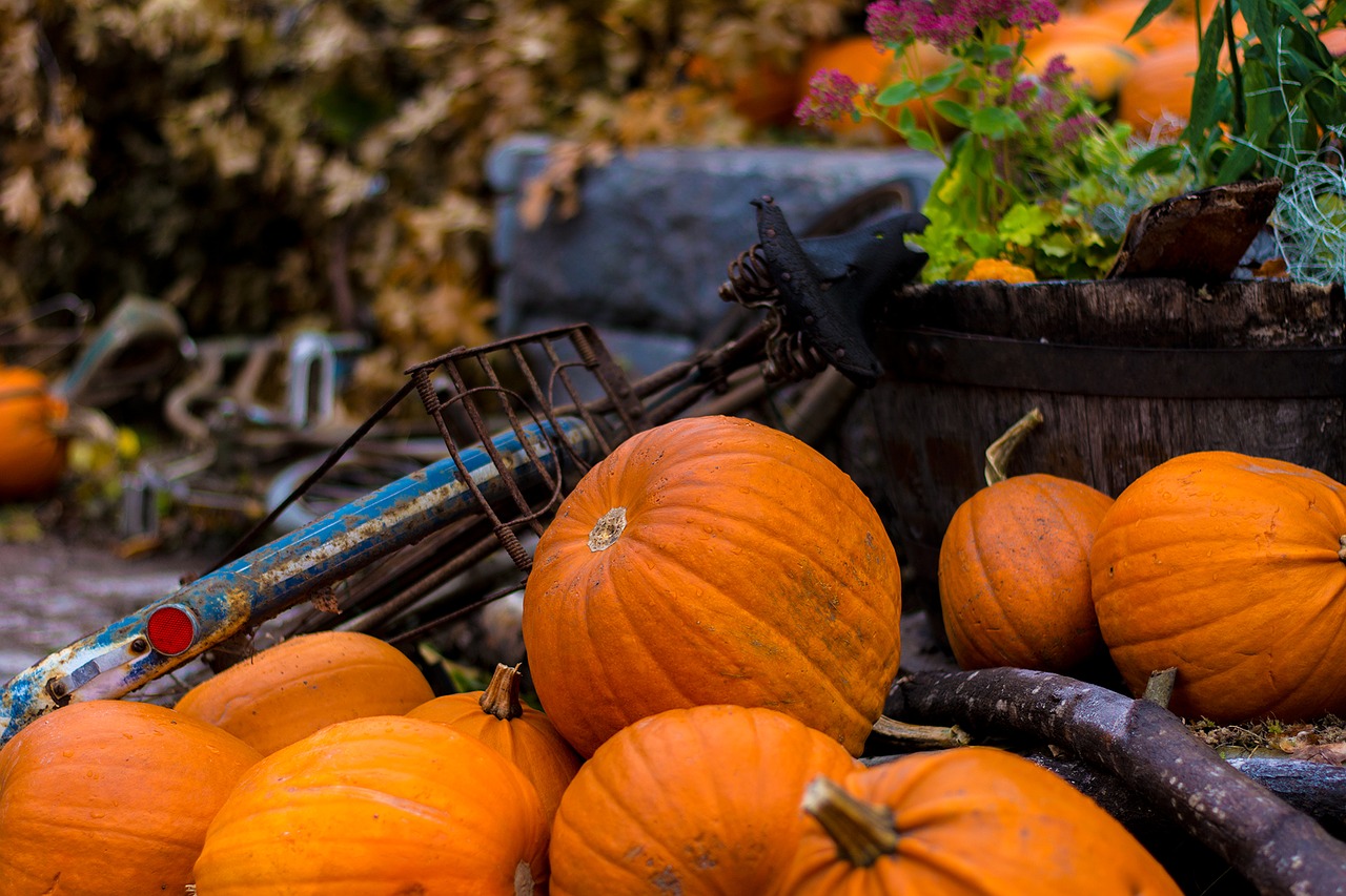 halloween autumn pumpkin free photo