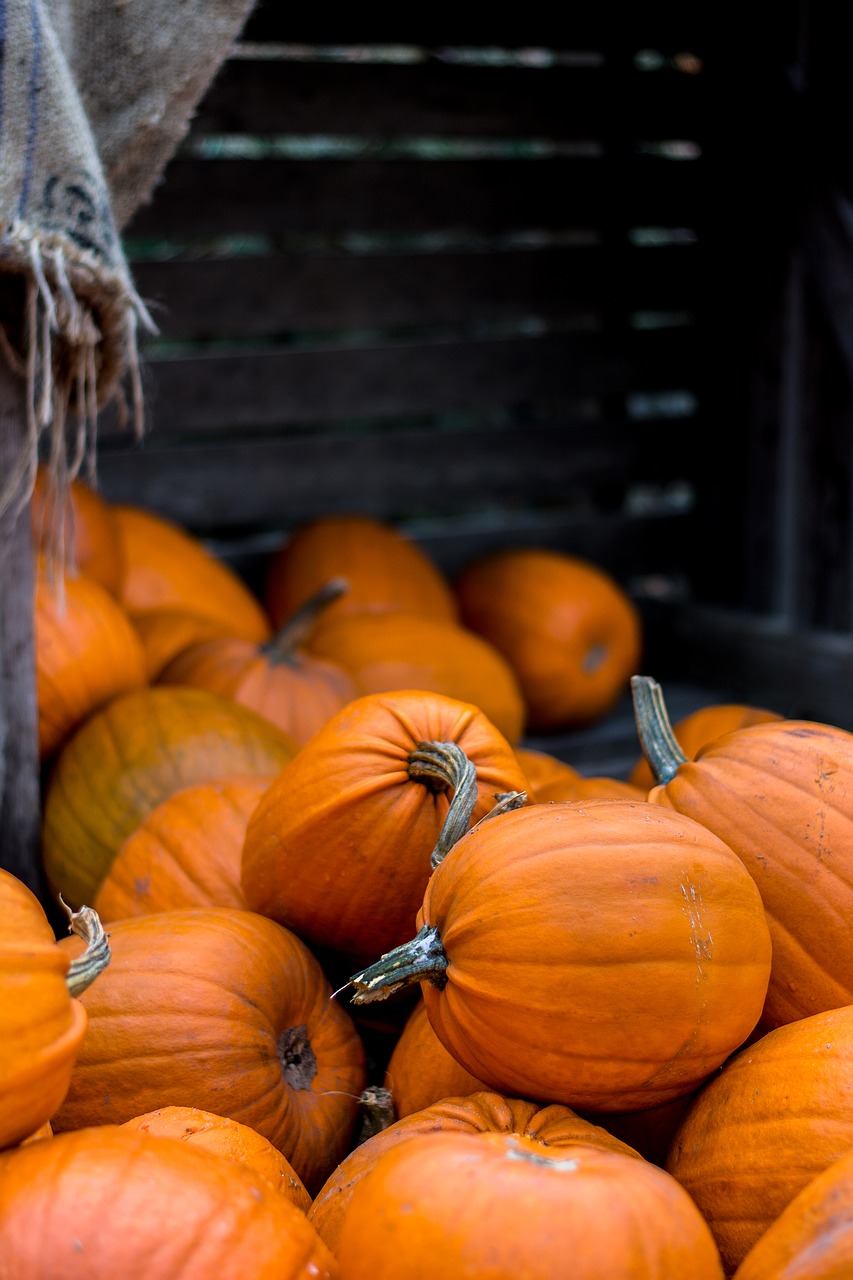 halloween autumn pumpkin free photo