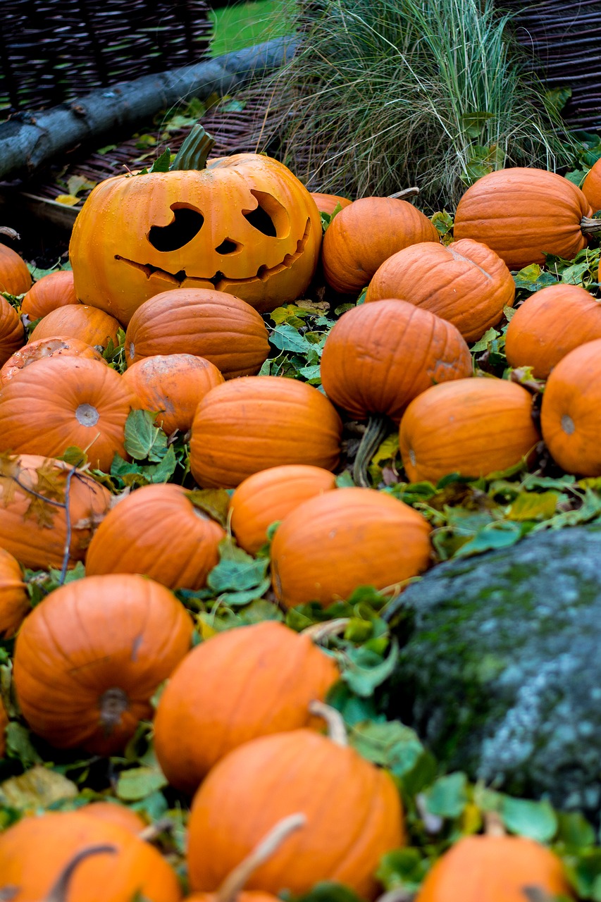 halloween autumn pumpkin free photo