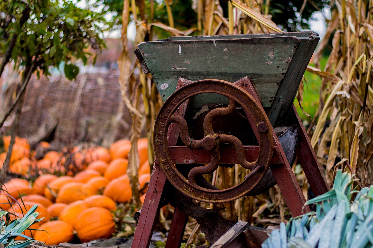 halloween autumn pumpkin free photo