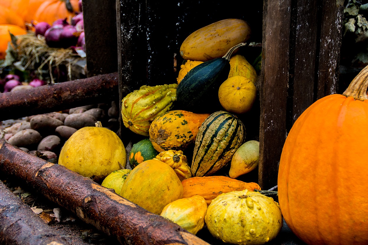 halloween autumn pumpkin free photo