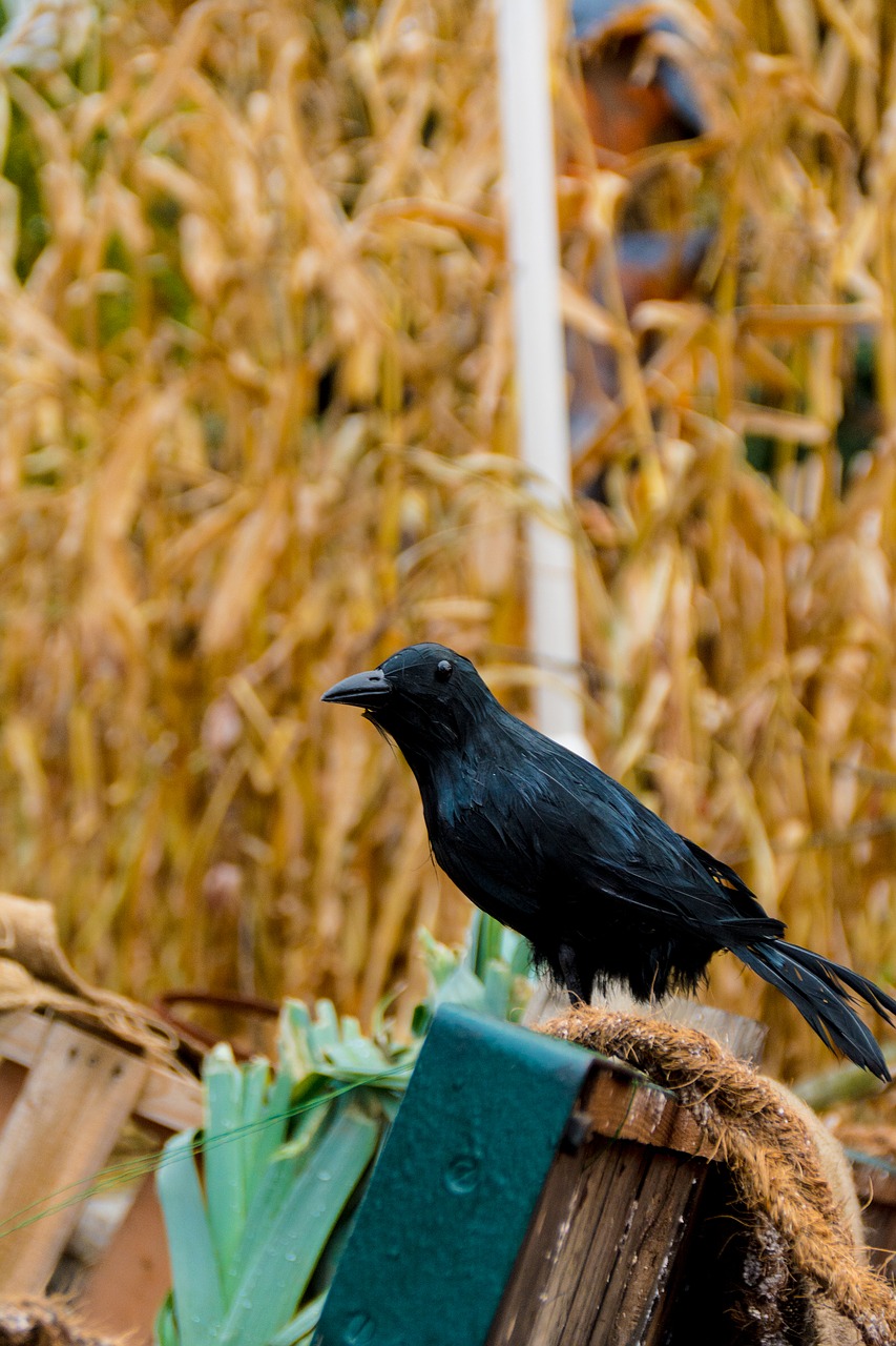 halloween autumn crow free photo