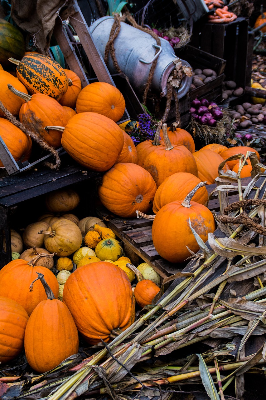 halloween autumn pumpkin free photo