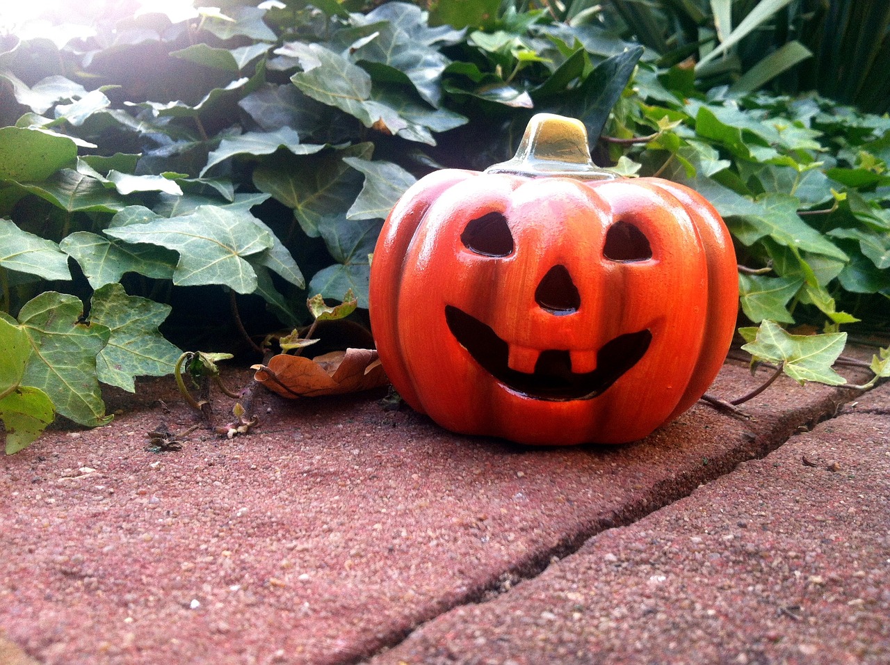 halloween pumpkin ivy free photo