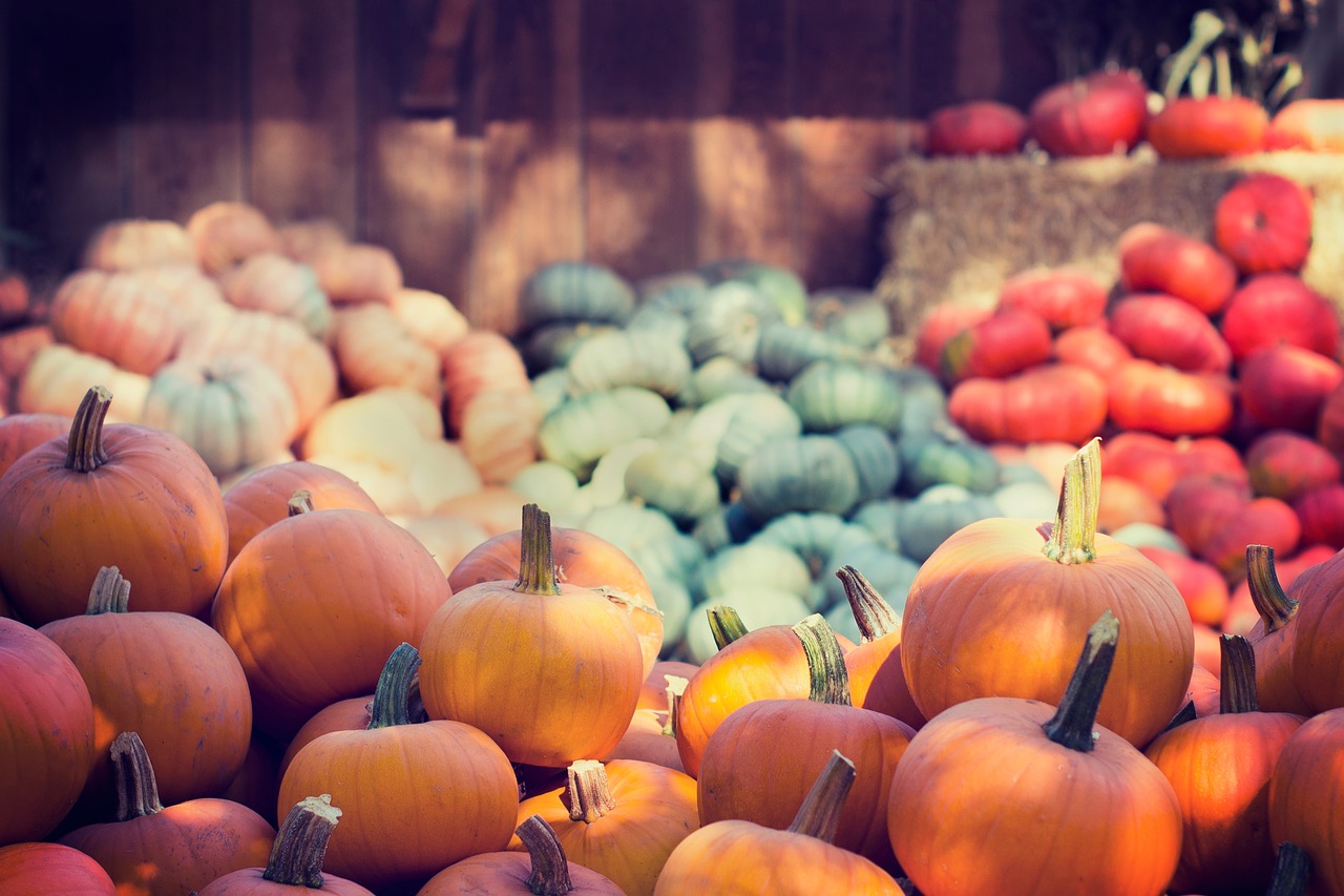 halloween pumpkins orange free photo