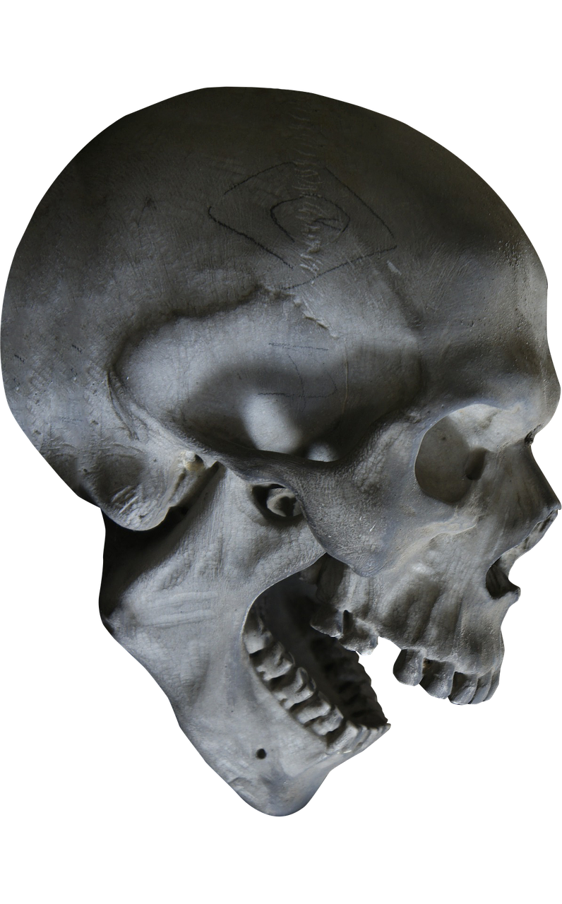 halloween skull skeleton free photo