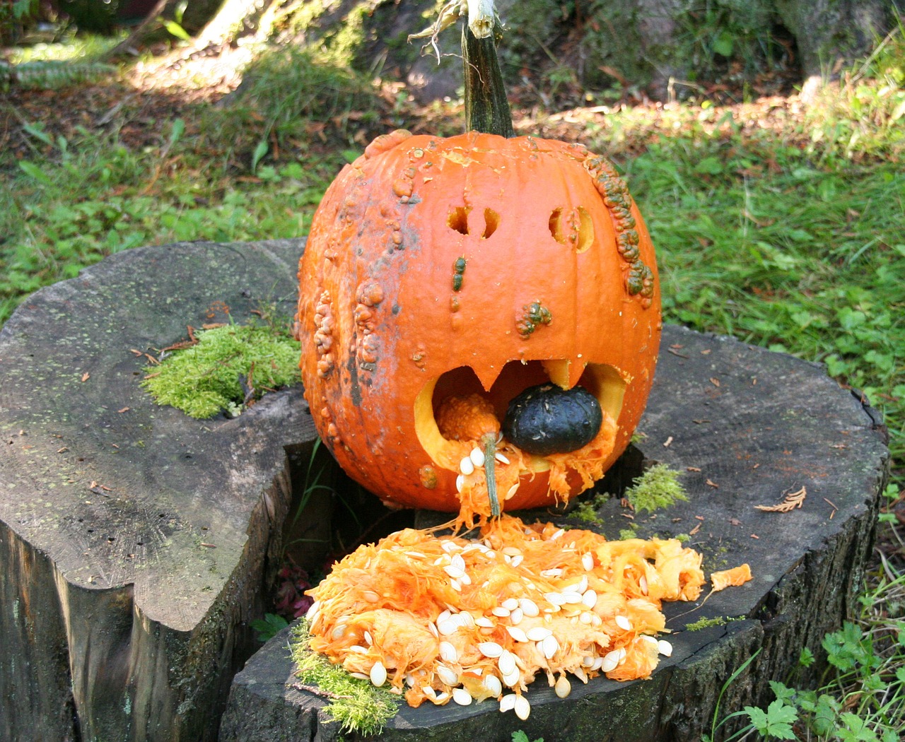halloween jack o'lantern pumpkin free photo