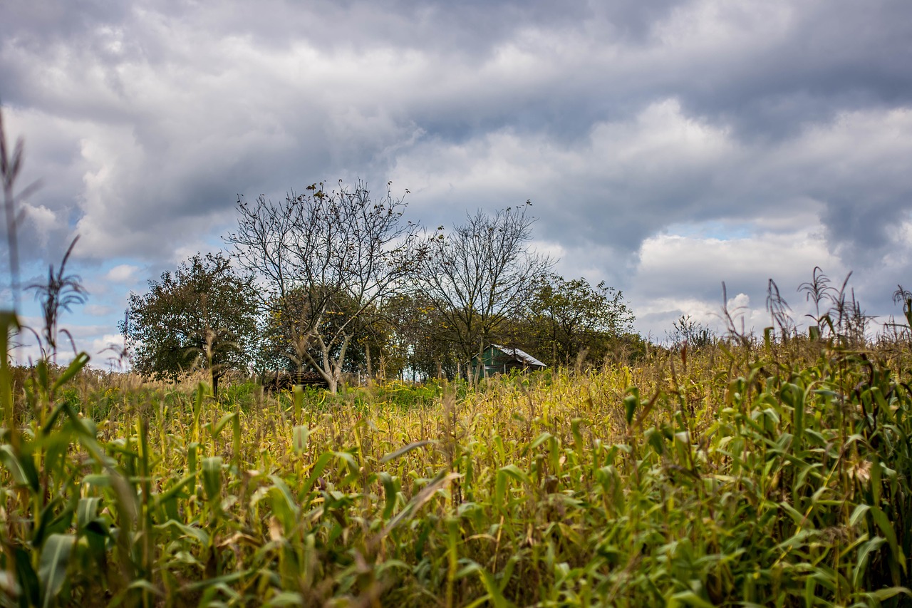 halloween corn clouds free photo