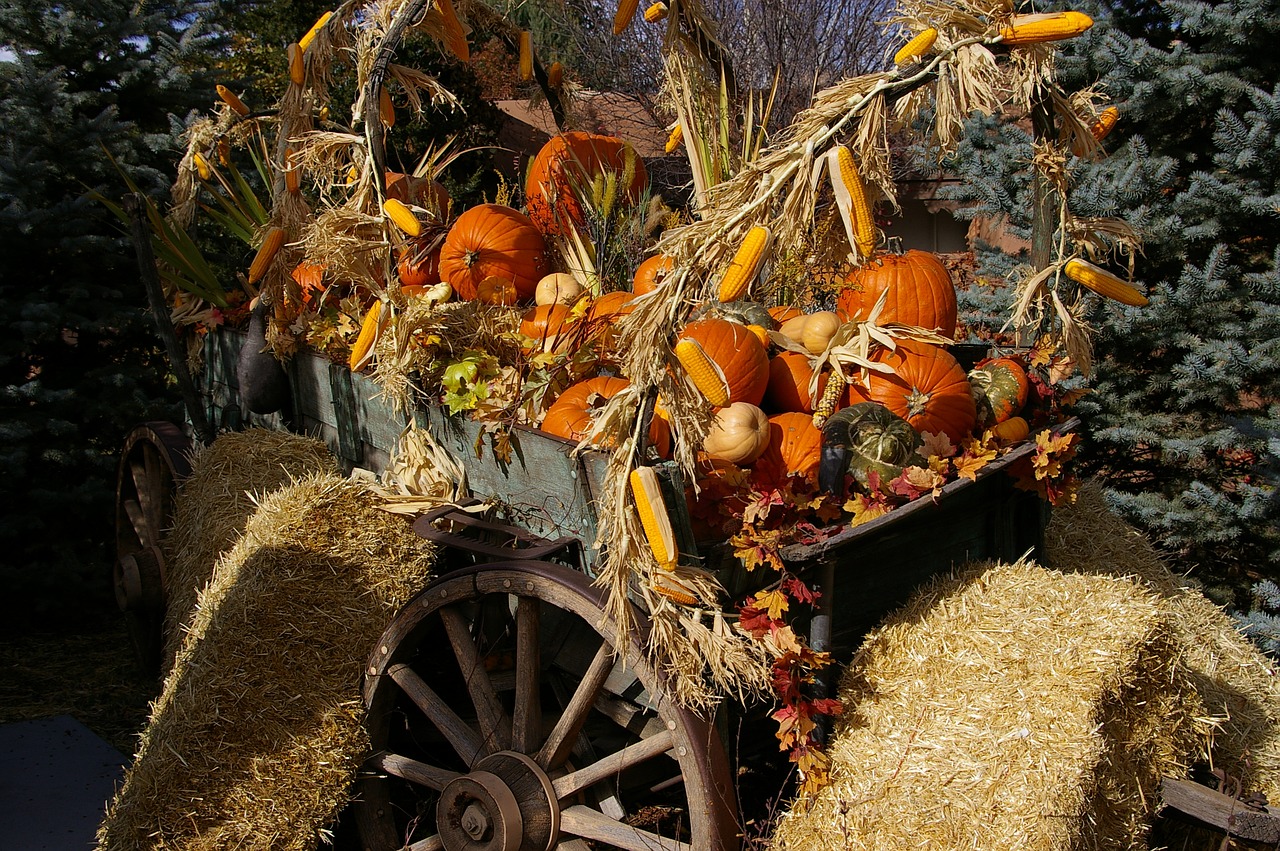 halloween santa fe pumpkins free photo