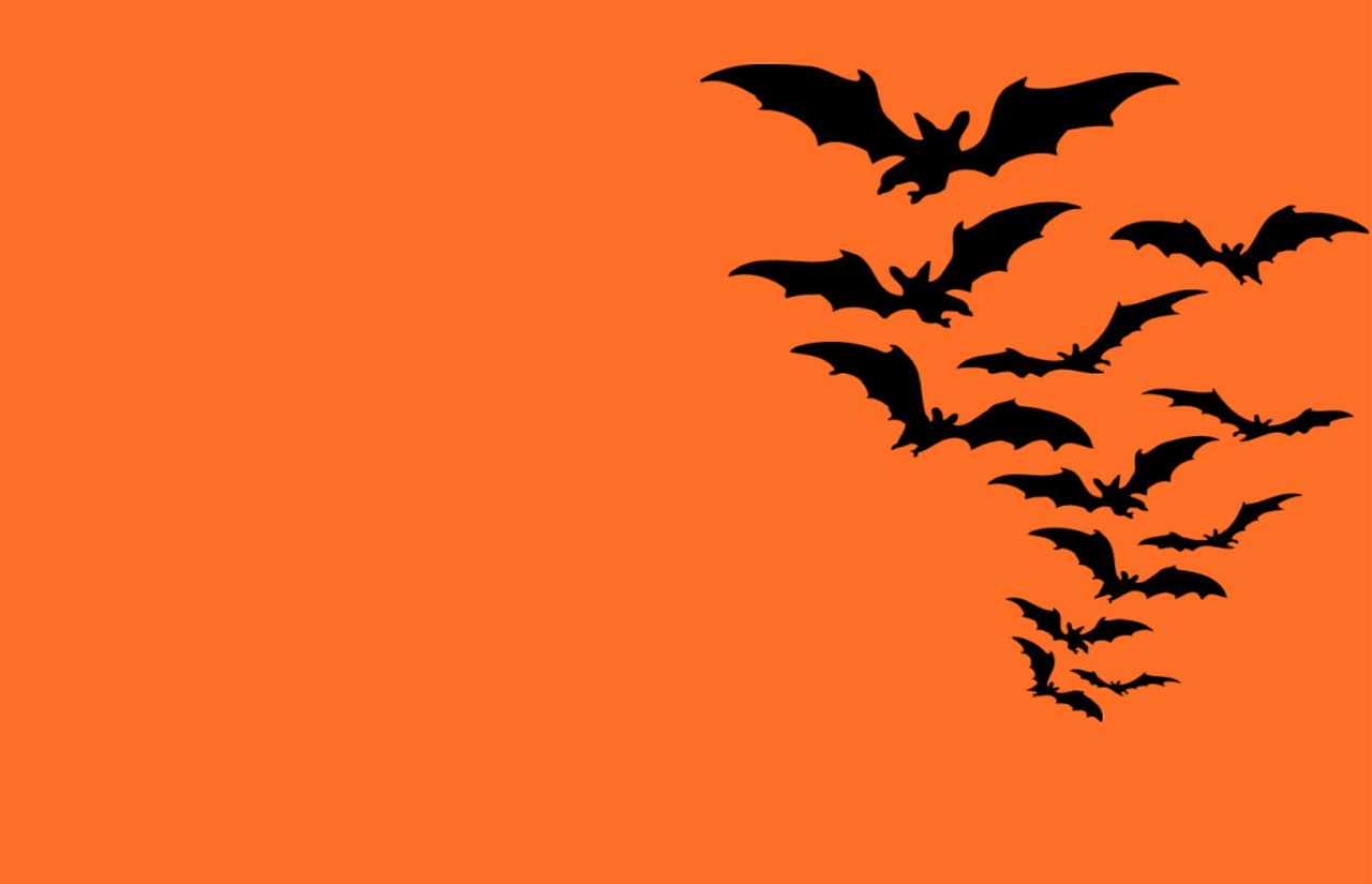 halloween  bats  bat free photo