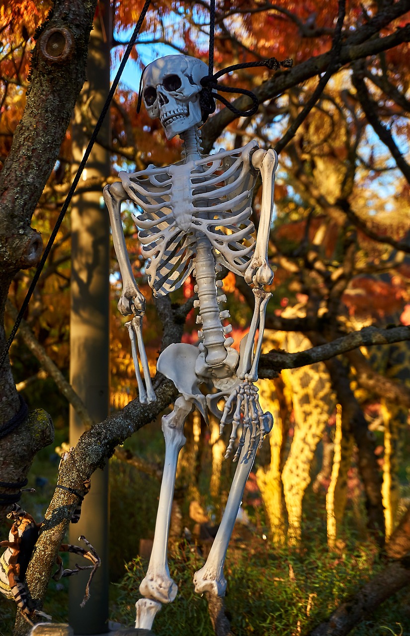halloween  skeletons  mood free photo